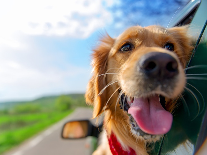 Take your four-legged companion on more adventures without a second thought.